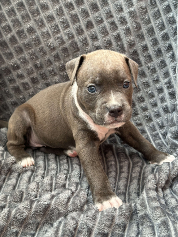 Собаки в Домодедово: Девочка амстаффа Девочка, 60 000 руб. - фото 3