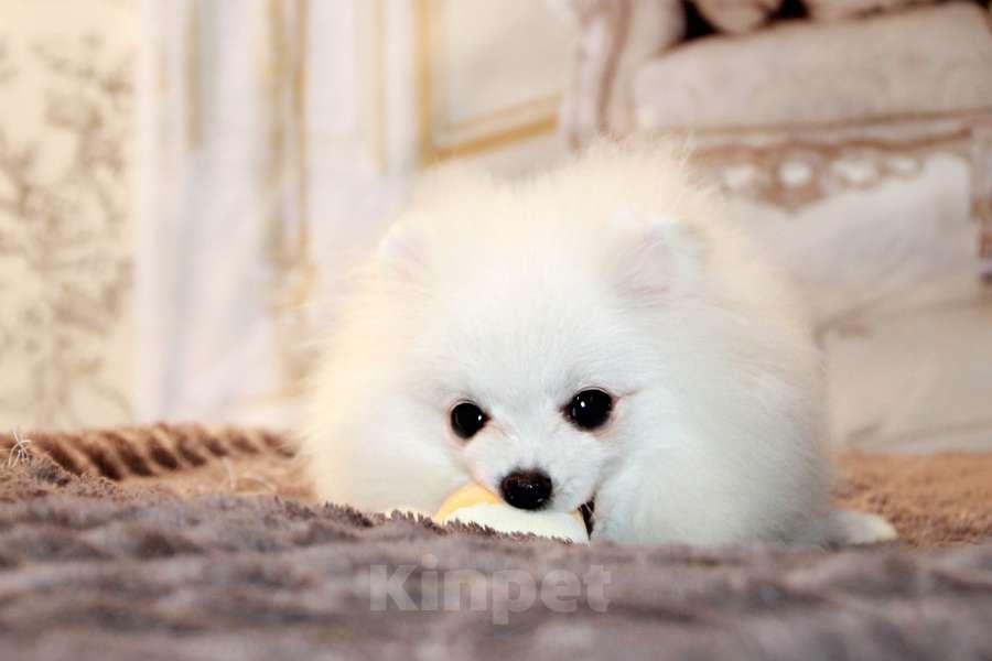 Собаки в Москве: щенки померанского шпица Мальчик, 45 000 руб. - фото 3