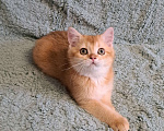 Кошки в Москве: Золотой мальчик  Мальчик, 25 000 руб. - фото 1