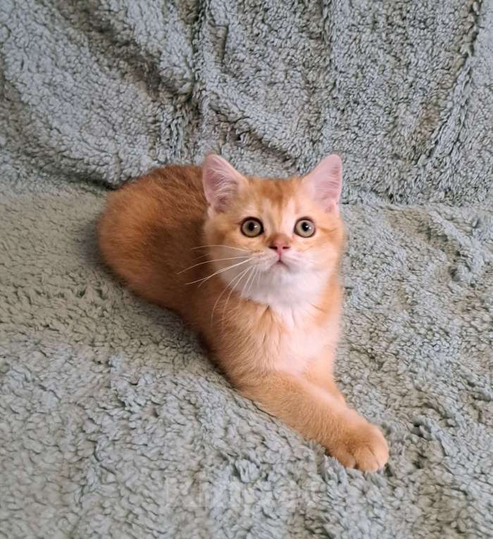 Кошки в Москве: Золотой мальчик  Мальчик, 25 000 руб. - фото 1