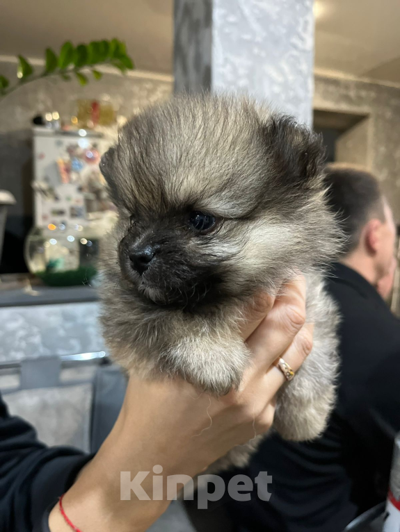 Собаки в Челябинске: Щенки померанского шпица  Девочка, 30 000 руб. - фото 8