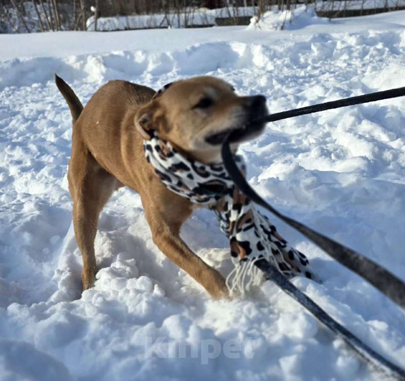 Собаки в Королеве: В поисках дома рыжее солнышко приюта! Девочка, Бесплатно - фото 10