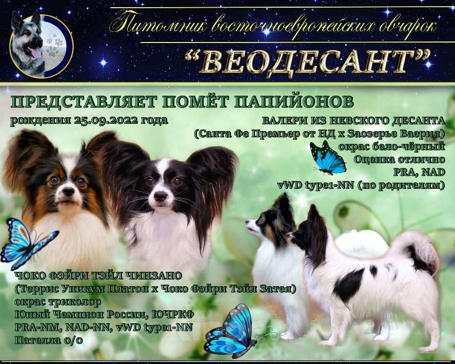 Собаки в Санкт-Петербурге: Щенки папильона, 65 000 руб. - фото 1
