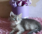 Кошки в Новосибирске: ♂️ Yetty  Мальчик, 50 000 руб. - фото 6