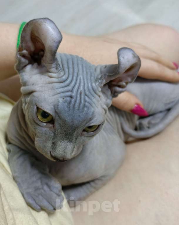 Кошки в Москве: Голубой солидный эльф  Мальчик, 180 000 руб. - фото 4