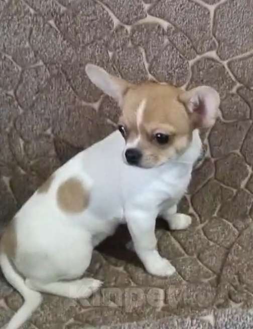 Собаки в Челябинске: ДевЧишка Девочка, 15 000 руб. - фото 1