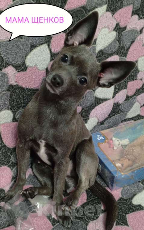 Собаки в Вышнем Волочке: Продам Щенков Разнополые, 17 000 руб. - фото 6