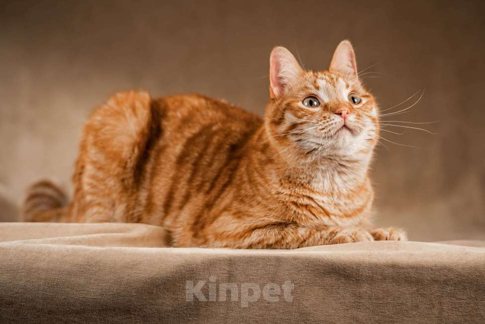 Кошки в Клине: Клёпа — друг для всей семьи Мальчик, Бесплатно - фото 9