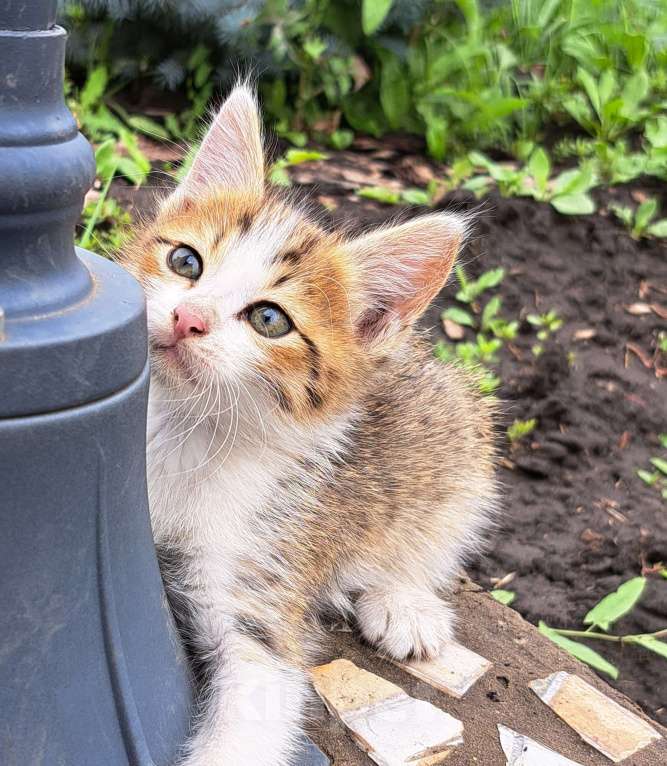Кошки в Сызрани: Котенок Сухарик ищет дом Мальчик, Бесплатно - фото 1