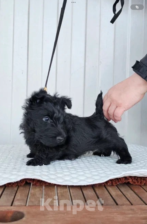 Собаки в Москве: Щенок скотч терьер Мальчик, 60 000 руб. - фото 5