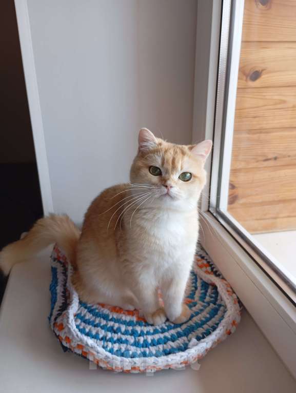 Кошки в Москве: Британская девочка Девочка, 70 000 руб. - фото 4