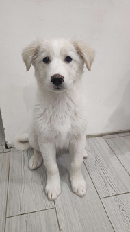 Бордер колли (Беляш)