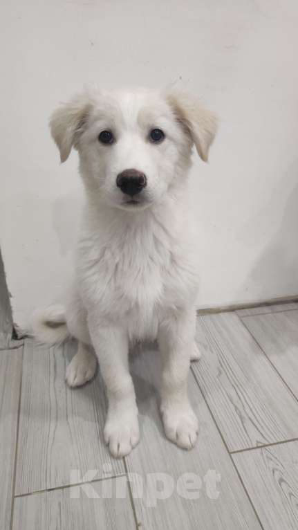 Собаки в Лебедяни: Бордер колли (Беляш) Мальчик, 7 000 руб. - фото 1