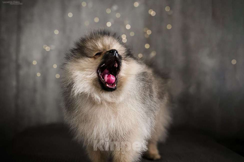 Собаки в Москве: Щенки немецкого шпица (малого) Мальчик, 70 000 руб. - фото 3