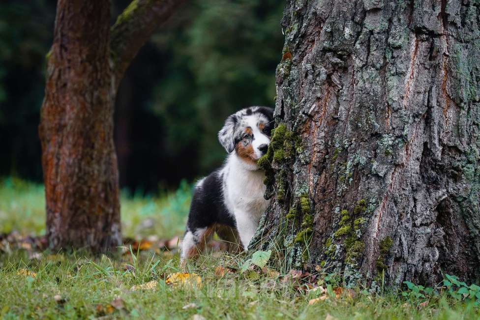 Собаки в Звенигороде: Щенки австралийской овчарки   Мальчик, 90 000 руб. - фото 9