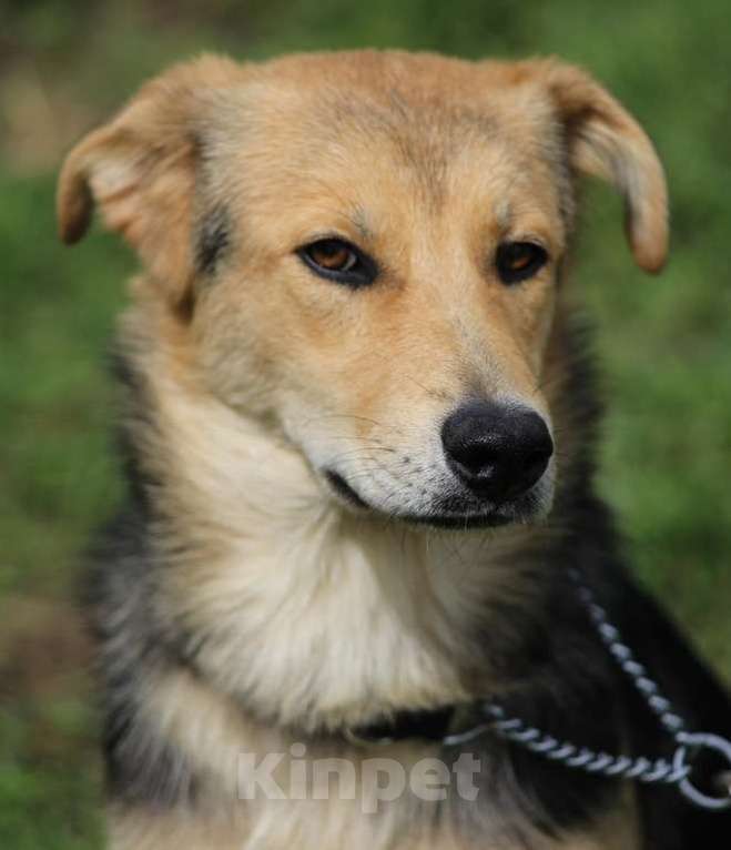 Собаки в Москве: Джуди. Нежный шнурочек Девочка, 1 руб. - фото 2
