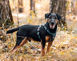 Собаки в Москве: Метис ягдтерьера в добрые руки Мальчик, Бесплатно - фото 1