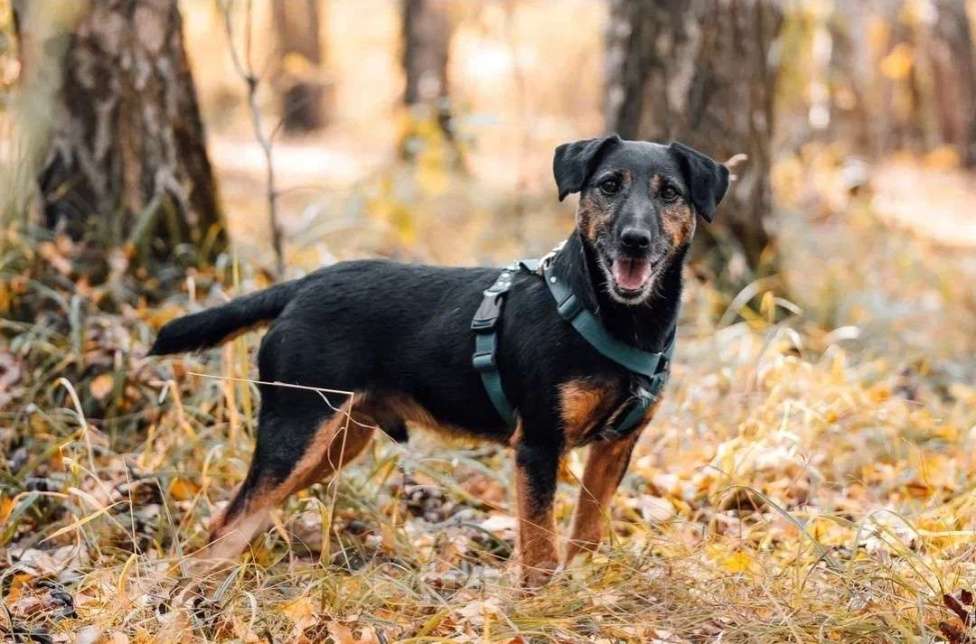 Собаки в Москве: Метис ягдтерьера в добрые руки Мальчик, Бесплатно - фото 1
