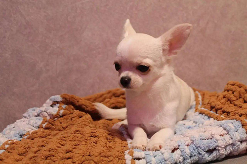 Чихуахуа мальчик