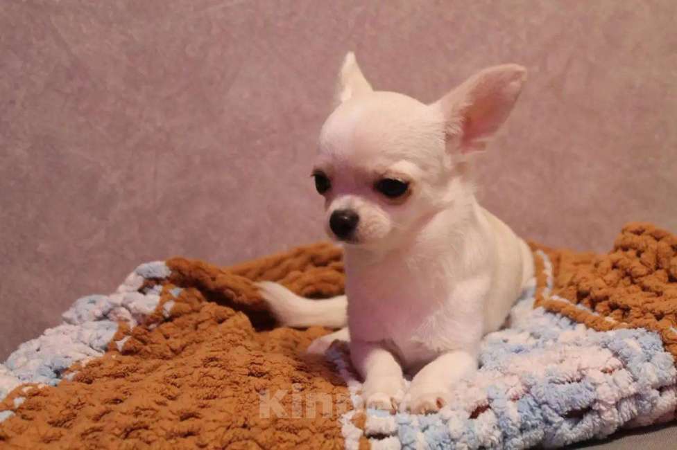 Собаки в Лобне: Чихуахуа мальчик Мальчик, 40 000 руб. - фото 1