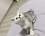 Кошки в Зеленокумске: Котята Девочка, 17 000 руб. - фото 2