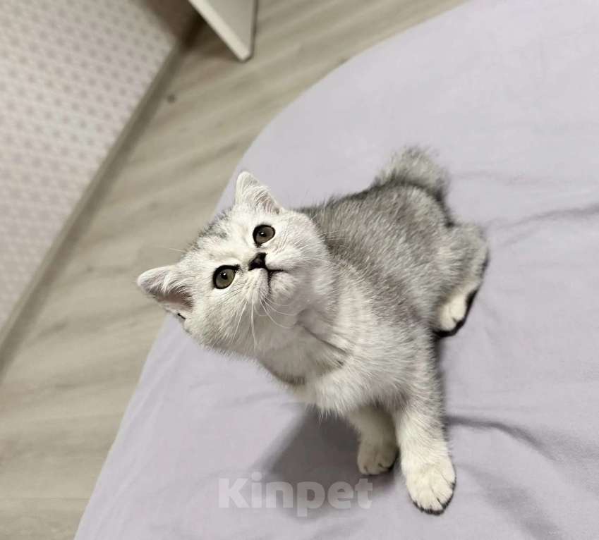 Кошки в Зеленокумске: Котята Девочка, 17 000 руб. - фото 2