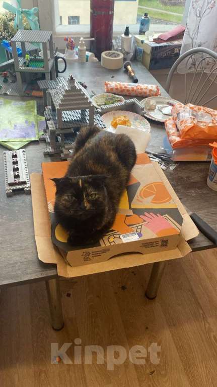 Кошки в Санкт-Петербурге: Две девочки сестрички кошечки Девочка, Бесплатно - фото 5