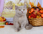 Кошки в Мурином:  Британская кошечка. Окрас лилово-черепаховый Девочка, 30 000 руб. - фото 6