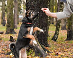 Собаки в Санкт-Петербурге: Небольшая забавная собачка ищет дом Девочка, Бесплатно - фото 8