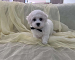Собаки в Перми: Щенки Бишон фризе Мальчик, 80 000 руб. - фото 5
