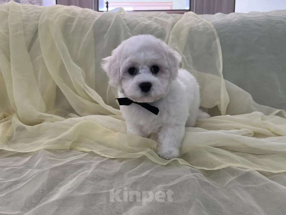 Собаки в Перми: Щенки Бишон фризе Мальчик, 80 000 руб. - фото 5