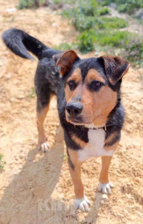 Собаки в Москве: Большая собака снаружи, маленький котеночек внутри Мальчик, Бесплатно - фото 3