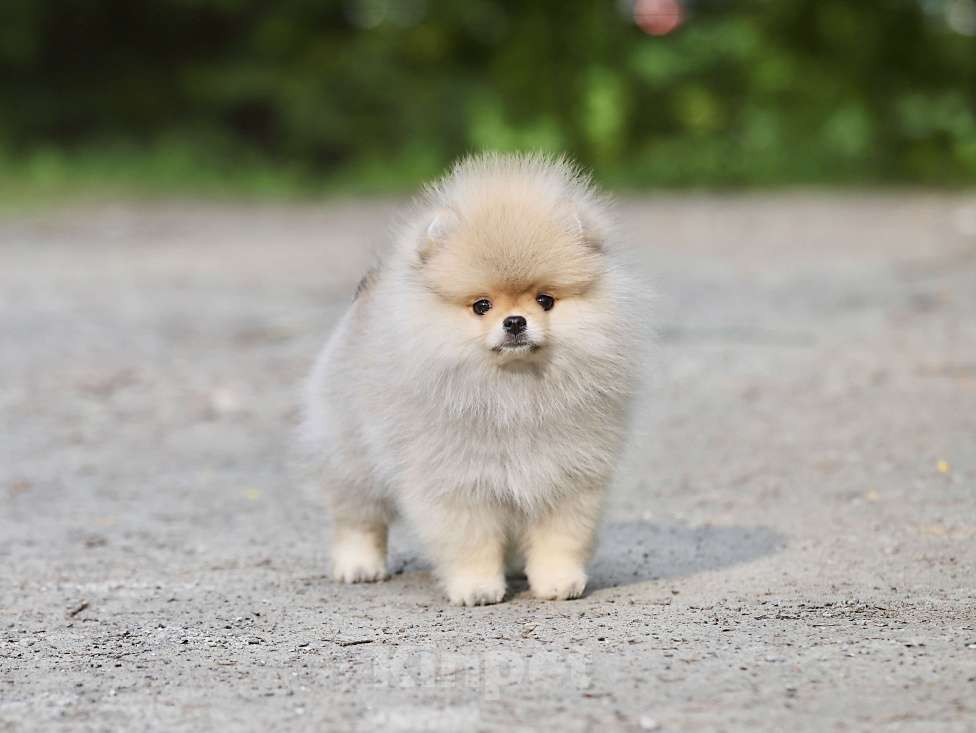 Собаки в Москве: Девочка померанского шпица медвежьего типа Девочка, 130 000 руб. - фото 5