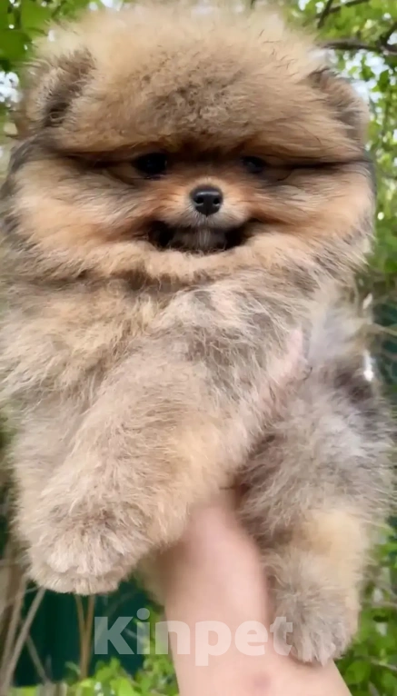 Собаки в Геленджике: Померанский шпиц Мальчик, 25 000 руб. - фото 5