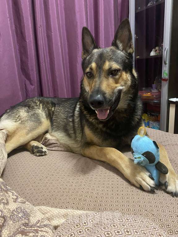 Собаки в других городах Московской области: Ищем дом срочно Мальчик, Бесплатно - фото 3