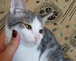 Кошки в Волгограде: Котята в добрые руки  Мальчик, 50 руб. - фото 1