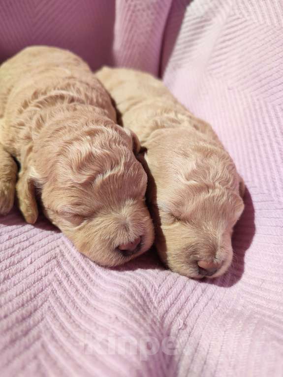 Собаки в Новомосковске: Щенки той /миниатюрный пудель Мальчик, 45 000 руб. - фото 4