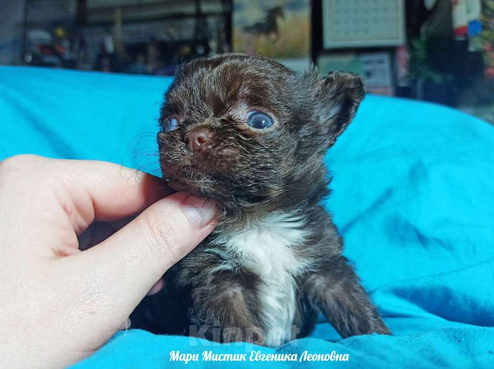 Собаки в Санкт-Петербурге: Евгеника длинношерстная чихуахуа шоколадного окраса Девочка, 100 000 руб. - фото 3