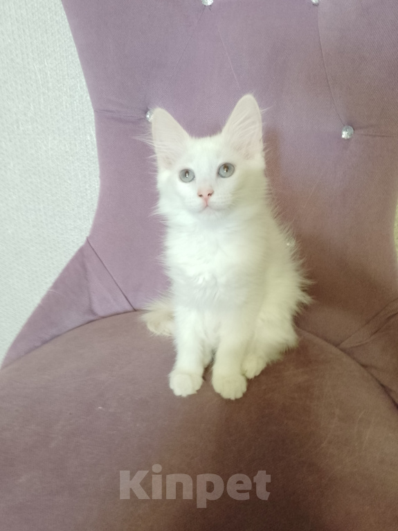 Кошки в Саратове: Кошечка в добрые руки Девочка, Бесплатно - фото 2