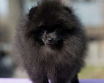 Собаки в Челябинске: Черная красотка Девочка, 45 000 руб. - фото 1