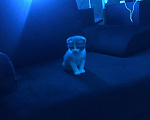 Кошки в Дзержинске: Шотландская вислоухая Девочка, Бесплатно - фото 1