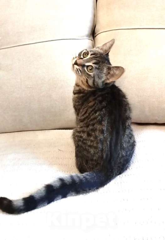 Кошки в Санкт-Петербурге: Миниатюрная рысь Томочка Девочка, Бесплатно - фото 2