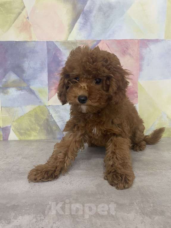 Собаки в Сочи: Продам мальтипу Мальчик, 65 000 руб. - фото 3