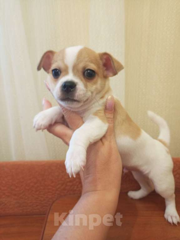 Собаки в Орле: Собаки Мальчик, 15 000 руб. - фото 4