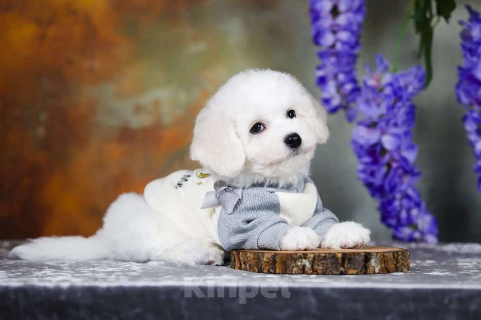 Собаки в Новосибирске: Бишон фризе. Мальчик, 110 000 руб. - фото 8