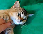 Кошки в Волгограде: Шотландские ласковые котята Девочка, 15 000 руб. - фото 4