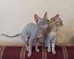 Кошки в Ачинске: Горячее счастье Сфинкс, 100 руб. - фото 5