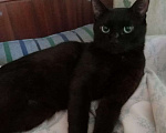 Кошки в Москве: Бурманский шоколадно-черный синеглазый кот Сапфир в дар Мальчик, Бесплатно - фото 2