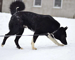 Собаки в Москве: Сева ищет семью Мальчик, Бесплатно - фото 5
