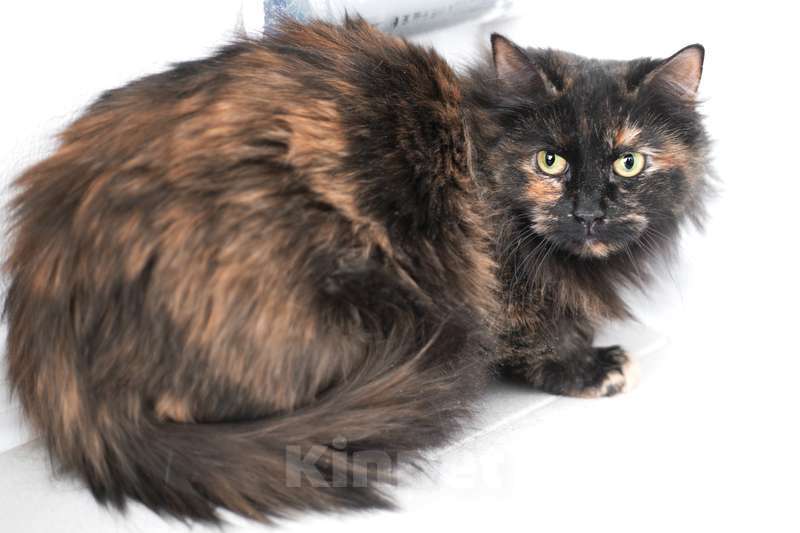 Кошки в Москве: Самая умная и мудрая кошка Тиффани в добрые руки Девочка, 1 руб. - фото 5